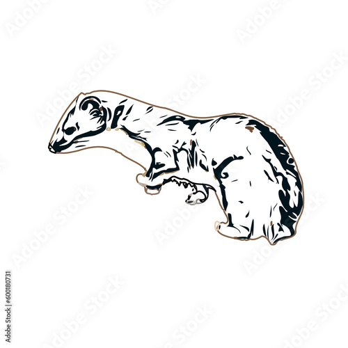 sketch of a weasel with a transparent background