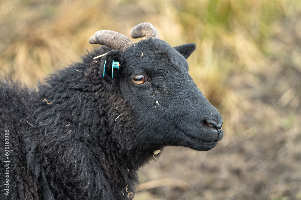 Close up of Scottish Sheep in the Highlands Close up of Scottish Sheep in the Highlands