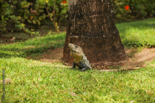 iguana in the wild in the Caribbean symbolizes the beauty and diversity of nature, and the importance of preserving and protecting natural habitats