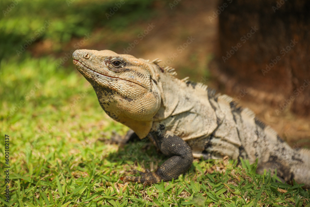 iguana in the wild in the Caribbean symbolizes the beauty and diversity of nature, and the importance of preserving and protecting natural habitats iguana in the wild in the Caribbean symbolizes the beauty and diversity of nature, and the importance of preserving and protecting natural habitats