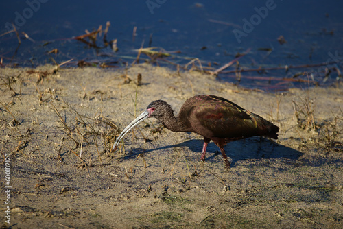 White-faced Ibis 