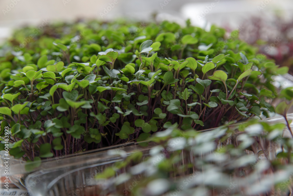 The concept of a healthy lifestyle and diet, eco-product. Growing seedlings, vegetable greens, fresh micro greens, raw sprouts at home. Blur The concept of a healthy lifestyle and diet, eco-product. Growing seedlings, vegetable greens, fresh micro greens, raw sprouts at home. Blur