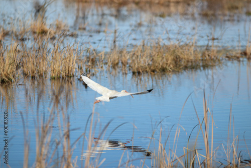 Ibis over Water