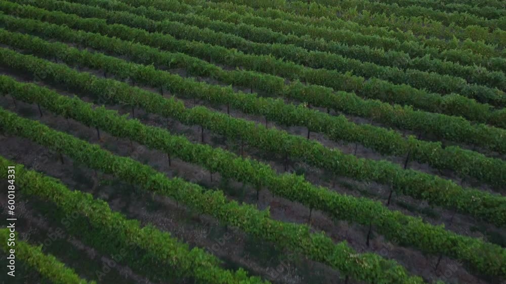 Vineyards in Italy, Aerial view of scenic vineyards in Italy, Beautiful rural landscape, cultivation of wine . Vine of grapes on a plantation.Close up Vineyards in Italy, Aerial view of scenic vineyards in Italy, Beautiful rural landscape, cultivation of wine . Vine of grapes on a plantation.Close up