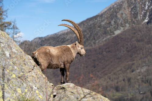 wild alpine capra ibex grazing in the mountain  italian alps . gran paradiso national park. blurred background