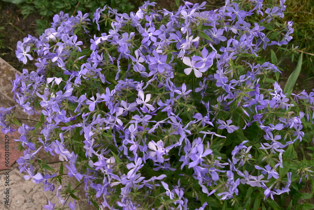 purple flowers bloom in spring