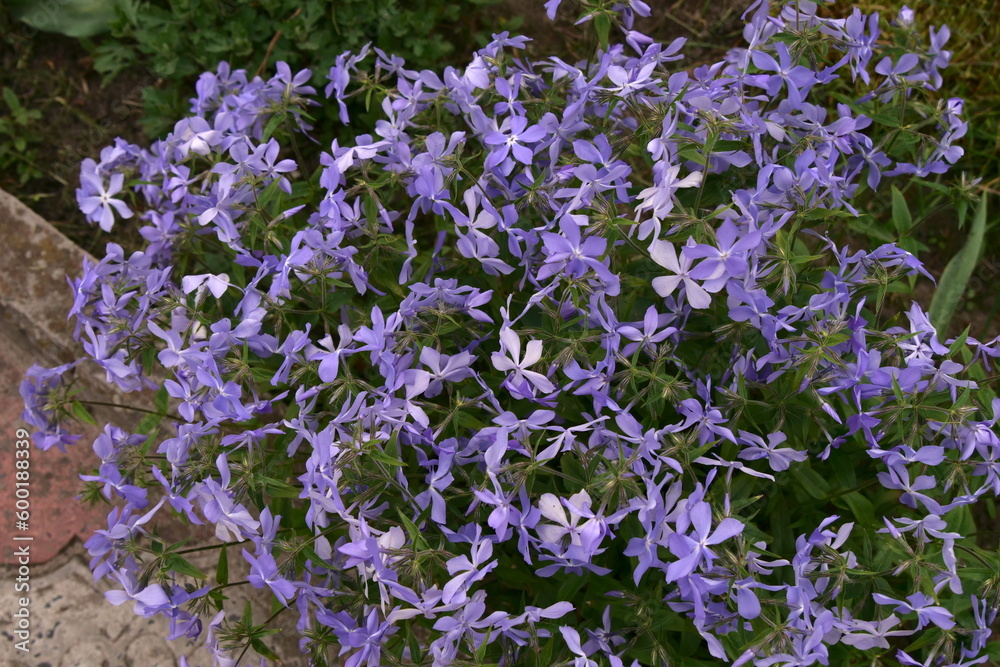 Fototapeta premium purple flowers bloom in spring