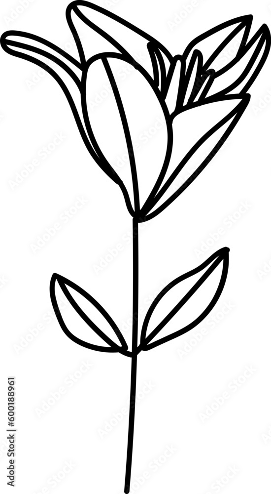 Flower Sketch Flower Sketch