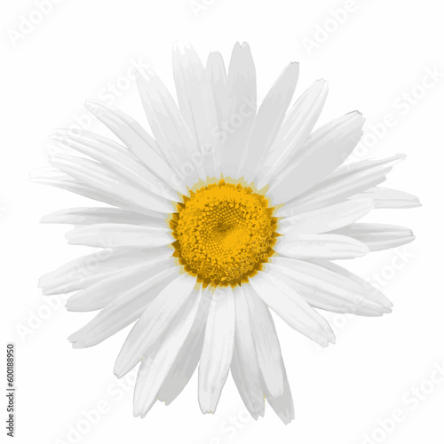Chamomile flower isolated on white background. Matricaria flatlay closeup. Vector watercolor illustration.
