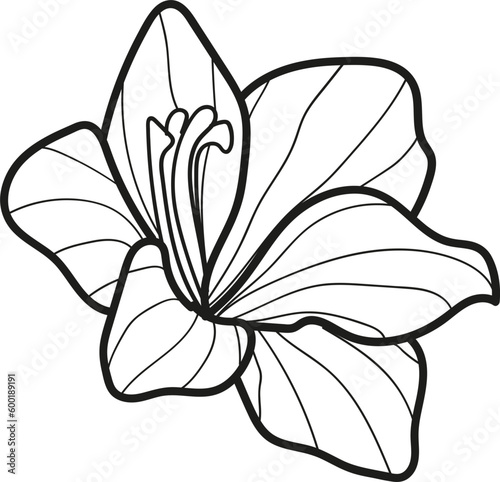 Flower Sketch Outline