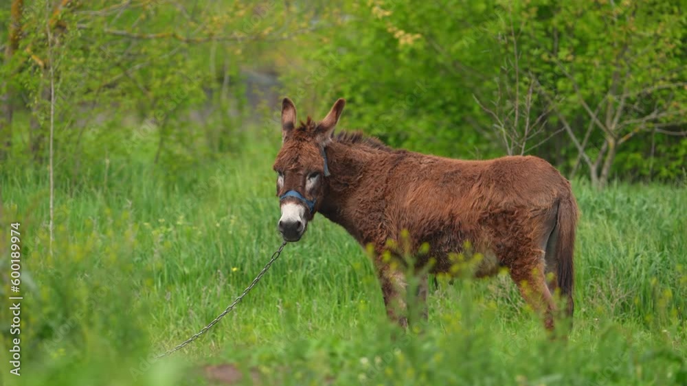 The donkey is grazing in the field near farm. Lonely slowly animal. Spring warm day The donkey is grazing in the field near farm. Lonely slowly animal. Spring warm day