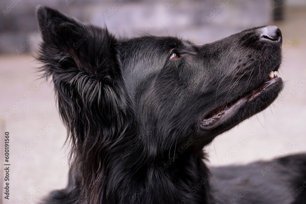 Fototapeta premium Black Old German Shepherd relaxed