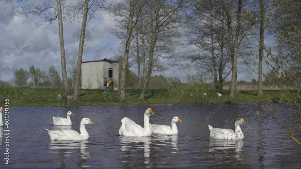 Group of geese swimming in the pond. Poultry Group of geese swimming in the pond. Poultry