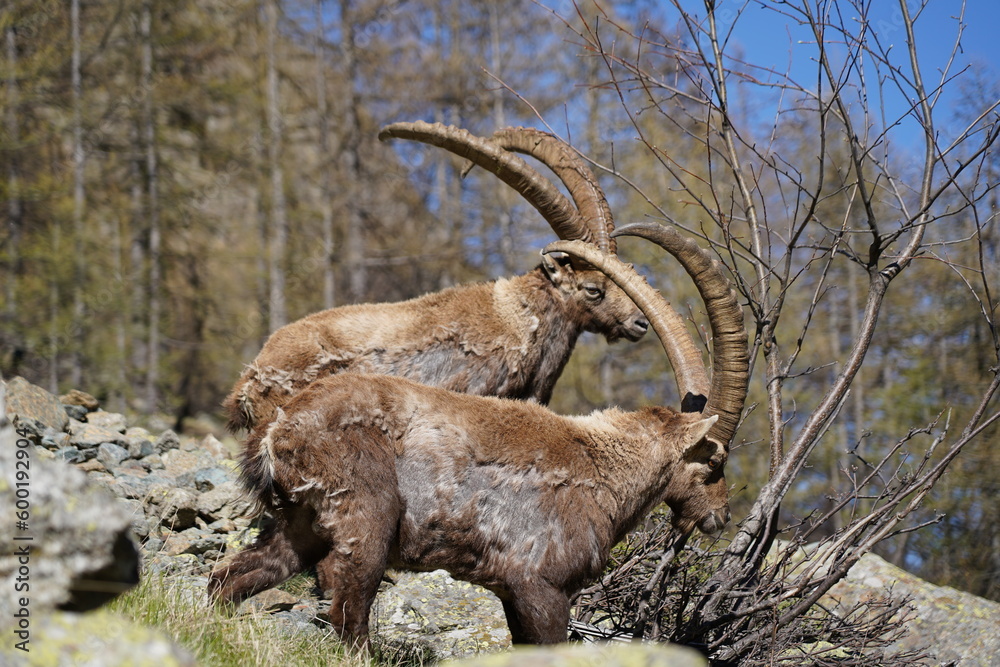 wild alpine capra ibex grazing in the mountain (italian alps). pian della mussa natural park, balme. blurred background wild alpine capra ibex grazing in the mountain (italian alps). pian della mussa natural park, balme. blurred background