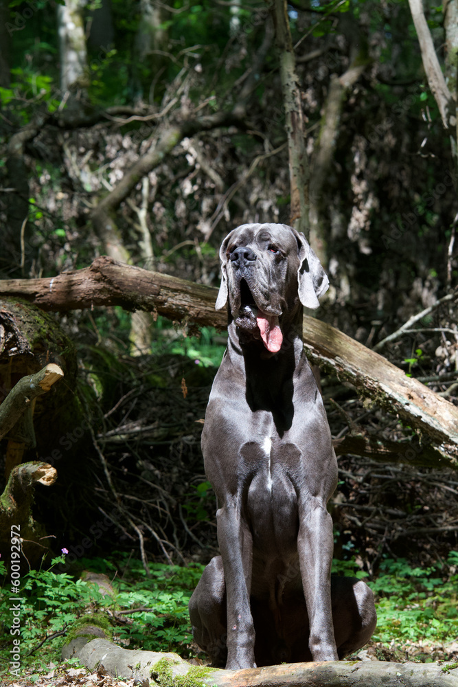 Portrait of one blue great dane dog sitting in a french forest in the morning sun and looking away.