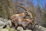 wild alpine capra ibex grazing in the mountain (italian alps). pian della mussa natural park, balme. blurred background
