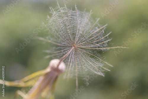 dandelion with one stamen on a background of greenery