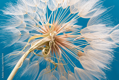 dandelion goatbeard on turquoise background