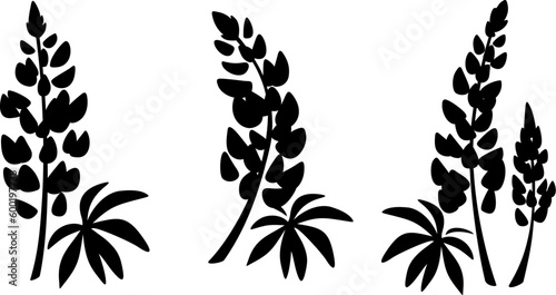 Photos Lupine flowers