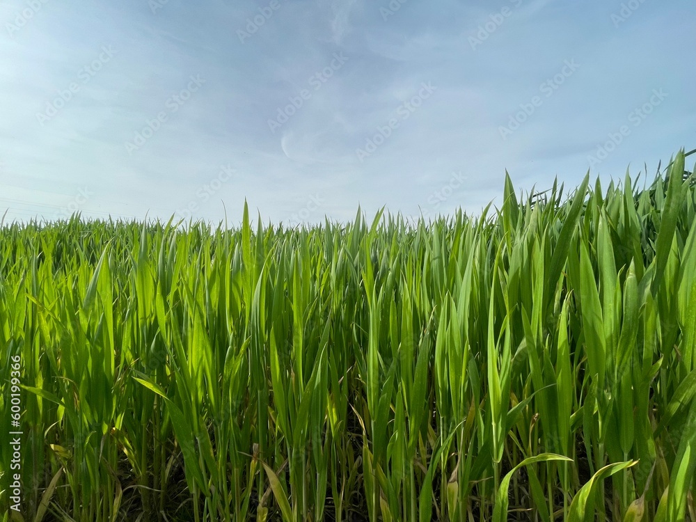 Grünes Panorama mit Gras und blauem Himmel