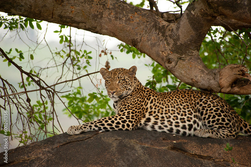 Leopard in the wild  Serengeti National Park Tanzania  Africa