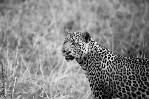 Leopard in the wild, Serengeti National Park Tanzania, Africa, black and white