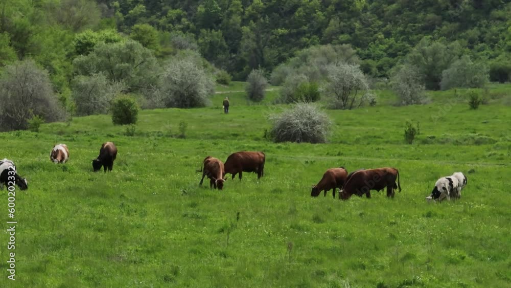 aerial view of cows eating grass in canyon of river raut in moldova aerial view of cows eating grass in canyon of river raut in moldova
