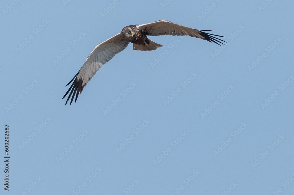 Fototapeta premium Circus aeruginosus 6 Marsh harrier - Busard des roseaux