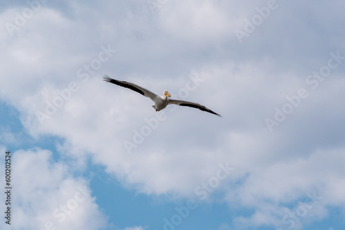 American White Pelican Flying In Spring Sky