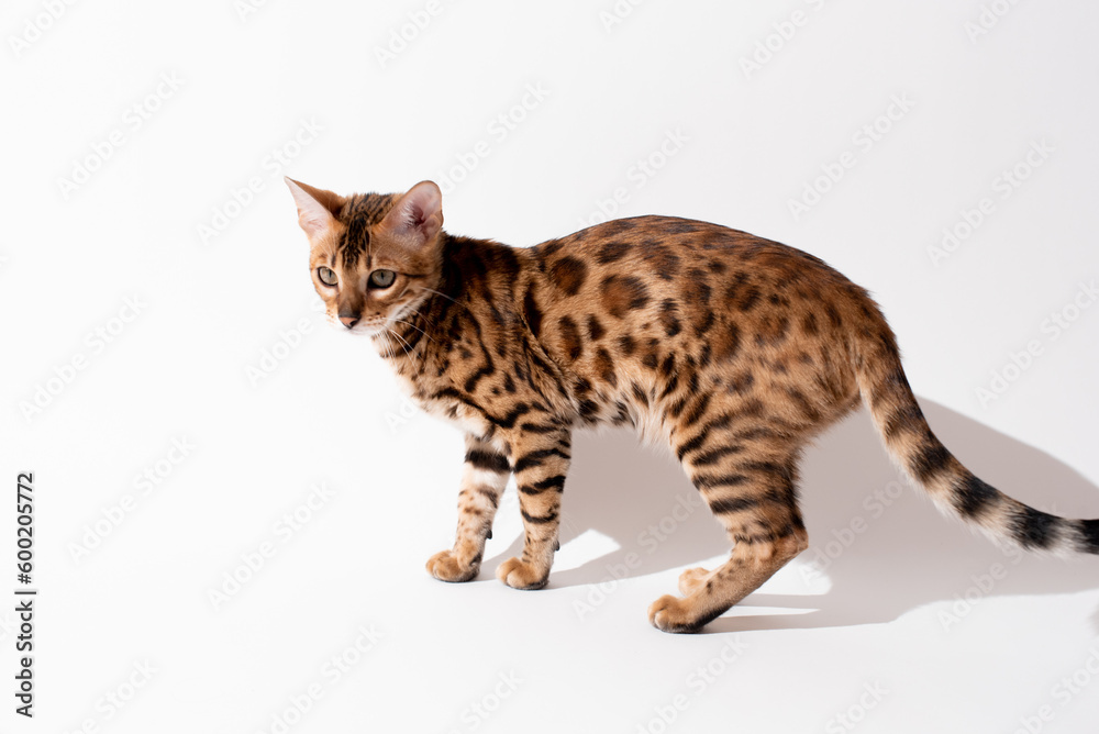Portrait of bengal kitten on white background, studio shooting. Pet photo, tiger Portrait of bengal kitten on white background, studio shooting. Pet photo, tiger