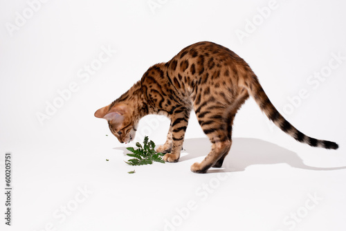 Studio shoot bengal kitten eating green leaf on white background, natural treatment for animals