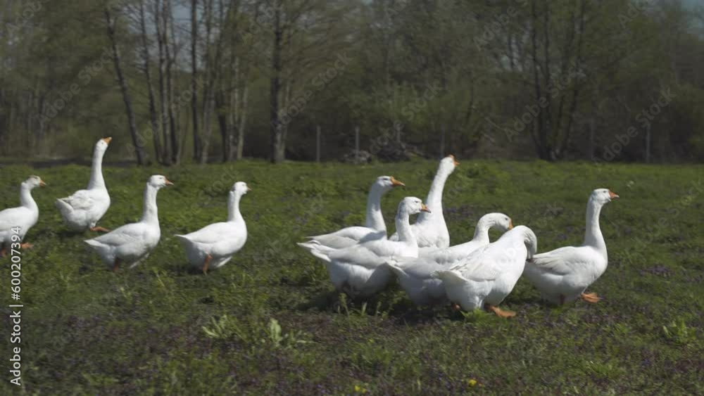 Group of geese walking on grass field near pond and woods. Poultry Group of geese walking on grass field near pond and woods. Poultry