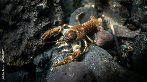 Stone crayfish (Austropotamobius torrentium) in a shallow stream