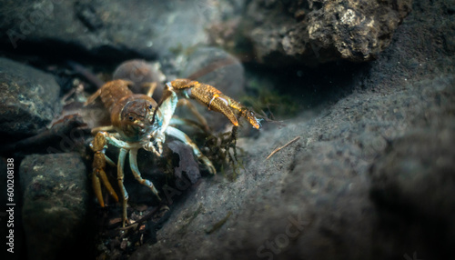 Stone crayfish  Austropotamobius torrentium  in a shallow stream