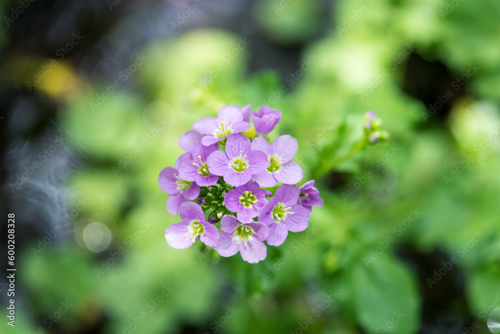 Pink wildflower cuckoo flower or cardamine pratensis view from above Pink wildflower cuckoo flower or cardamine pratensis view from above