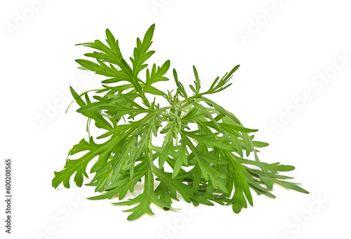 Artemisia vulgaris L, Sweet wormwood, Mugwort or artemisia annua branch green leaves on white background