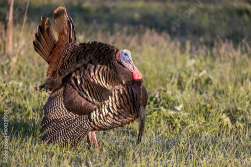 American Male Wild Turkey Showing off for femaile turkeys