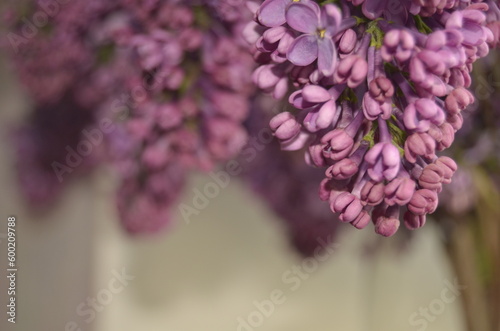 lilac flowers on a branch