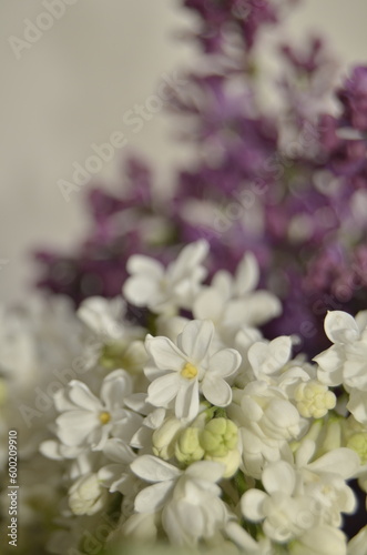 lilac flowers on a branch