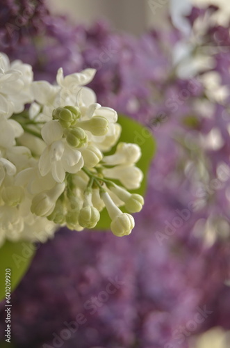 lilac flowers on a branch