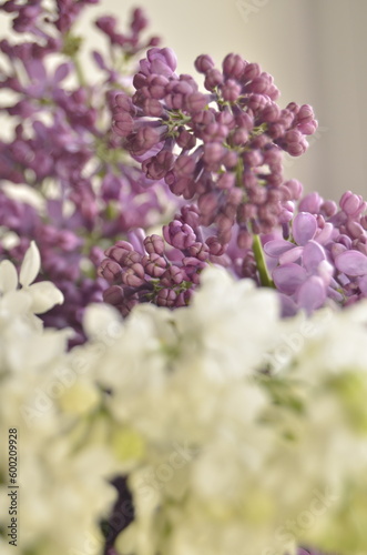 lilac flowers on a branch