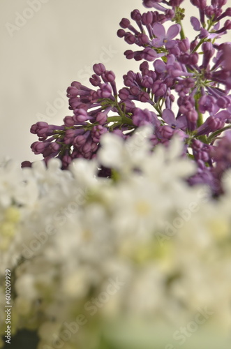 lilac flowers on a branch