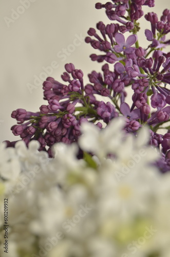 lilac flowers on a branch