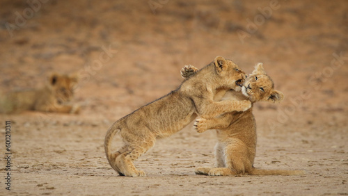 Two young lion cubs playing with each other in the Kalahari Desert