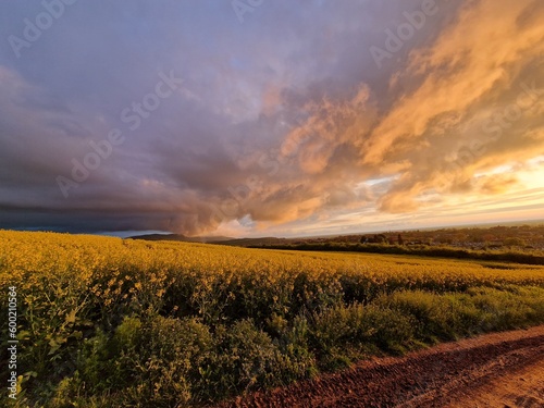 Country land with cloudy summer sunset
