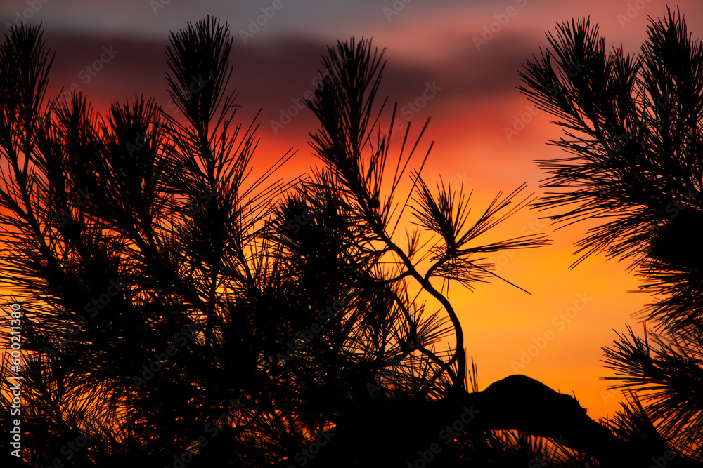 Silhouette of pine needles in orange and pink sunset Silhouette of pine needles in orange and pink sunset
