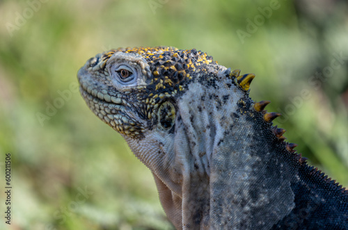 Yellow Land Iguana, Male, South Plaza Island variety