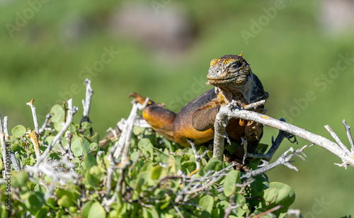 Yellow land Iguana in the Galapagos