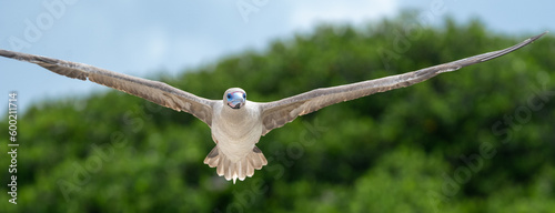 Red-footed Booby in Flight