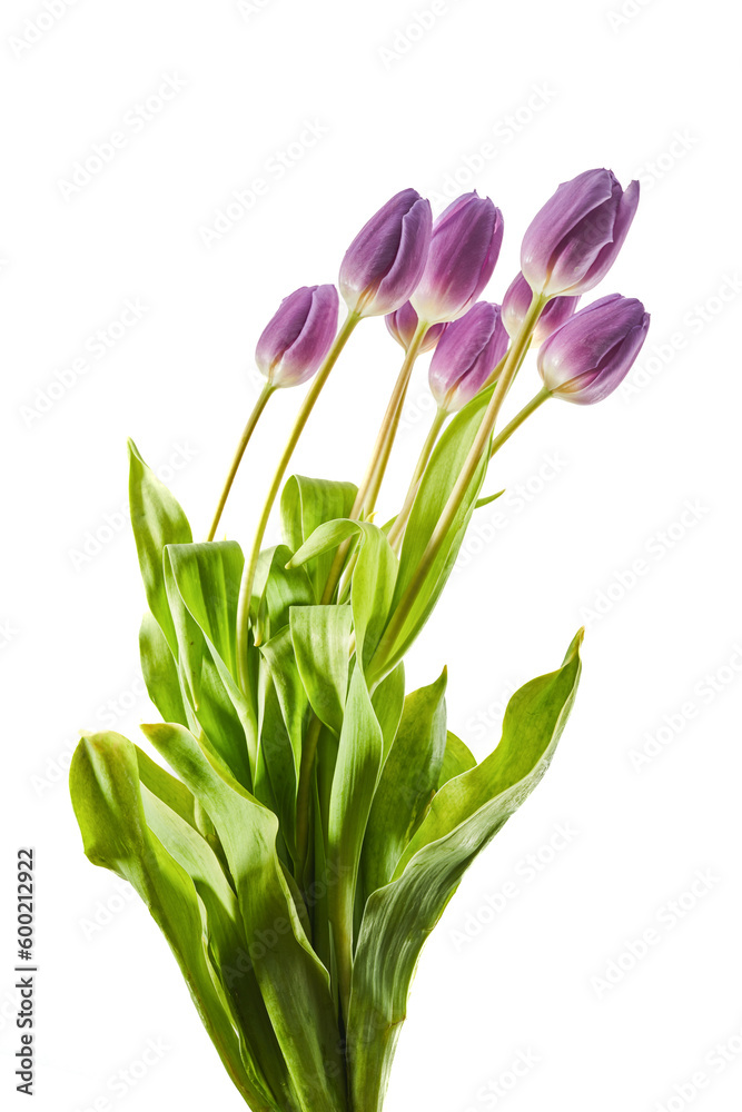 Purple Colored Tulip Flowers Isolated on White Background.